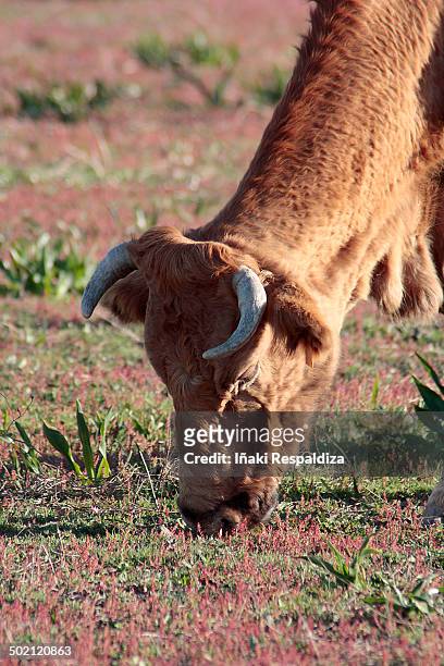 cow grazing in dehesa de abajo, adalusia - iñaki respaldiza 個照片及圖片檔