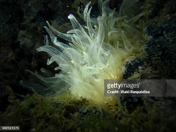 trumpet anemone (aiptasia mutabilis) - iñaki respaldiza 個照片及圖片檔
