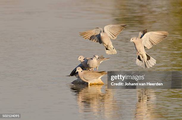 turtle doves in flight - turtle doves stock pictures, royalty-free photos & images