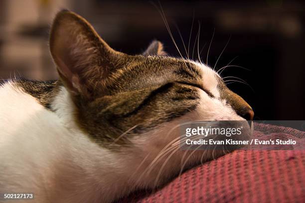 catnap - evan kissner stock pictures, royalty-free photos & images