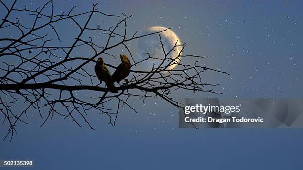 love - moonlight lovers fotografías e imágenes de stock