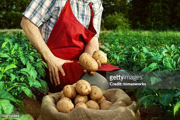 agricultor olhando a sua colheita de batata no campo de linha - potato harvest imagens e fotografias de stock
