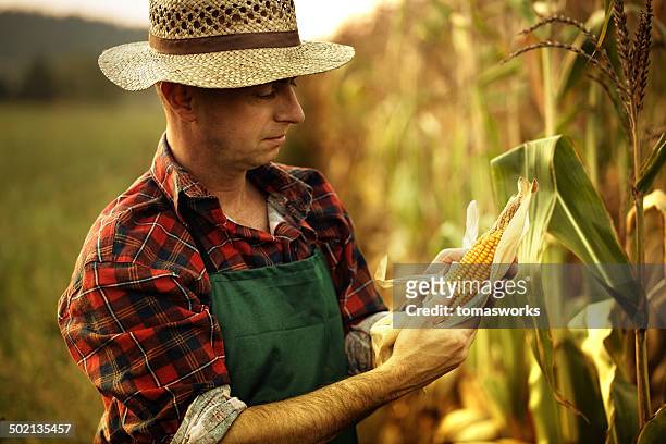 farmer looking su planta de maíz - maize fotografías e imágenes de stock