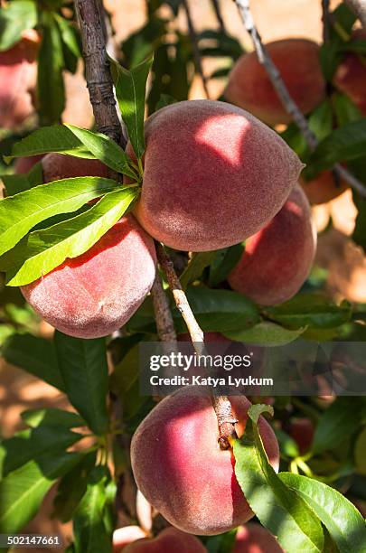 texas peaches - fredericksburg texas stock-fotos und bilder