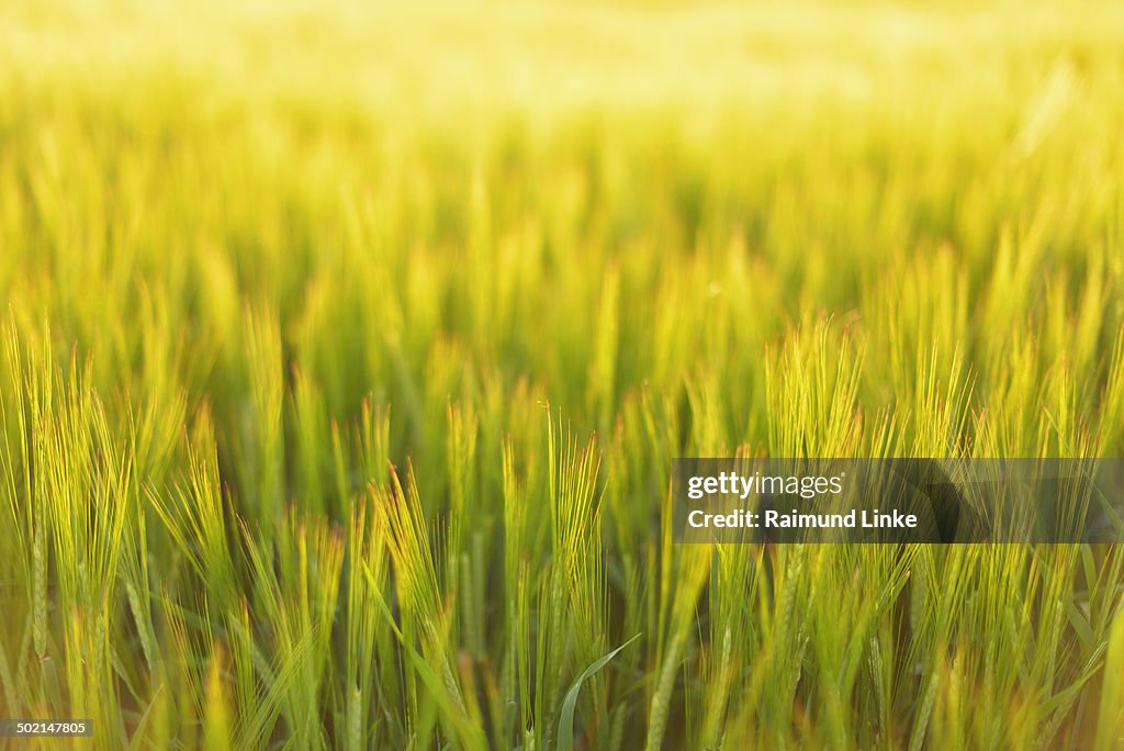 Barley Field in early Summer