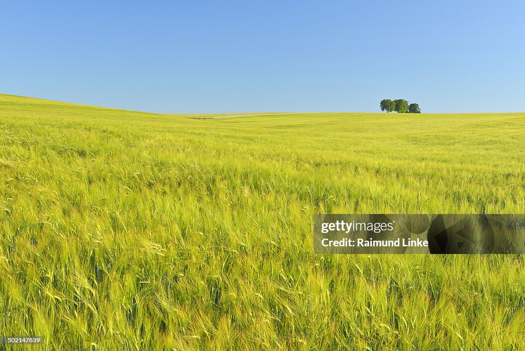 Grainfield, Barley, in the Spring