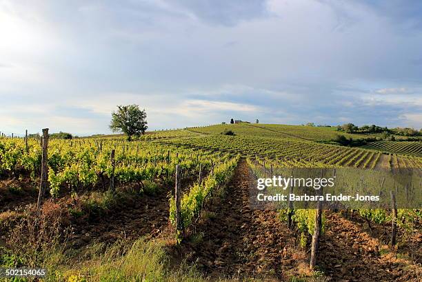 istrian vineyards - istria stock pictures, royalty-free photos & images