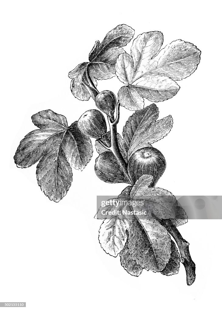Figs | Antique Design Illustrations