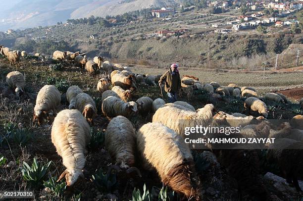 Lebanese shepherd walks with his flock near the southern Lebanese town of Marjayoun, close to the Lebanon-Israel border on December 21, 2015. / AFP /...