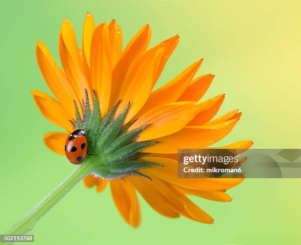 ladybird on calendula flower - field marigold stock pictures, royalty-free photos & images