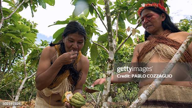 Waorani indigenous woman eats a cacao fruit next to a friend in Gareno, 175 km southeast of Quito, Ecuador on December 7, 2015. Three Amazonian...