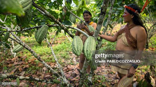 Waorani indigenous women stand next to a cacao tree in Gareno, 175 km southeast of Quito, Ecuador on December 7, 2015. Three Amazonian ethnic groups...