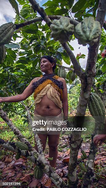 Waorani indigenous woman stands next to a cacao tree in Gareno, 175 km southeast of Quito, Ecuador on December 7, 2015. Three Amazonian ethnic groups...