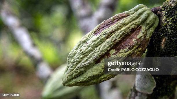 View of a cacao fruit in Gareno, 175 km southeast of Quito, Ecuador on December 7, 2015. Three Amazonian ethnic groups of Ecuador, Brazil and Peru...