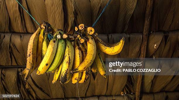 View of bunches of "Maduro" bananas at a Waorani indigenous hut in Gareno, 175 km southeast of Quito, Ecuador on December 7, 2015. Three Amazonian...