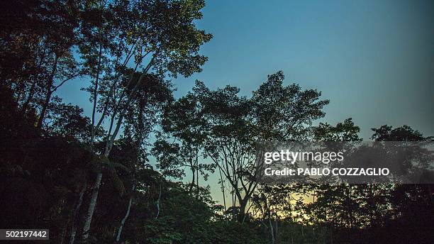 View of trees in Gareno, 175 km southeast of Quito, Ecuador on December 7, 2015. Three Amazonian ethnic groups of Ecuador, Brazil and Peru have...