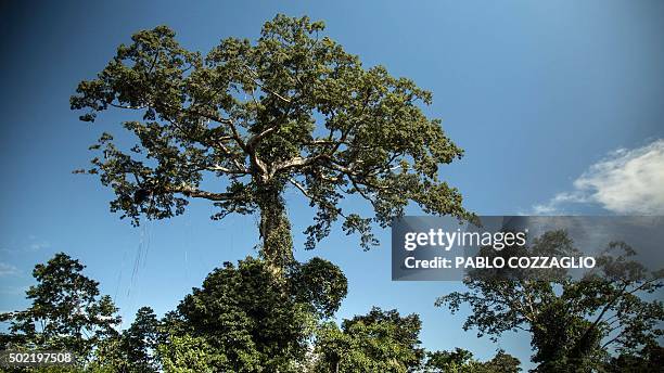 View of trees in Gareno, 175 km southeast of Quito, Ecuador on December 7, 2015. Three Amazonian ethnic groups of Ecuador, Brazil and Peru have...