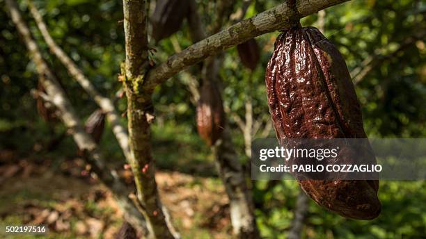 View of a cacao tree in Gareno, 175 km southeast of Quito, Ecuador on December 7, 2015. Three Amazonian ethnic groups of Ecuador, Brazil and Peru...