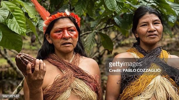 Waorani indigenous woman holds a cacao fruit in Gareno, 175 km southeast of Quito, Ecuador on December 7, 2015. Three Amazonian ethnic groups of...