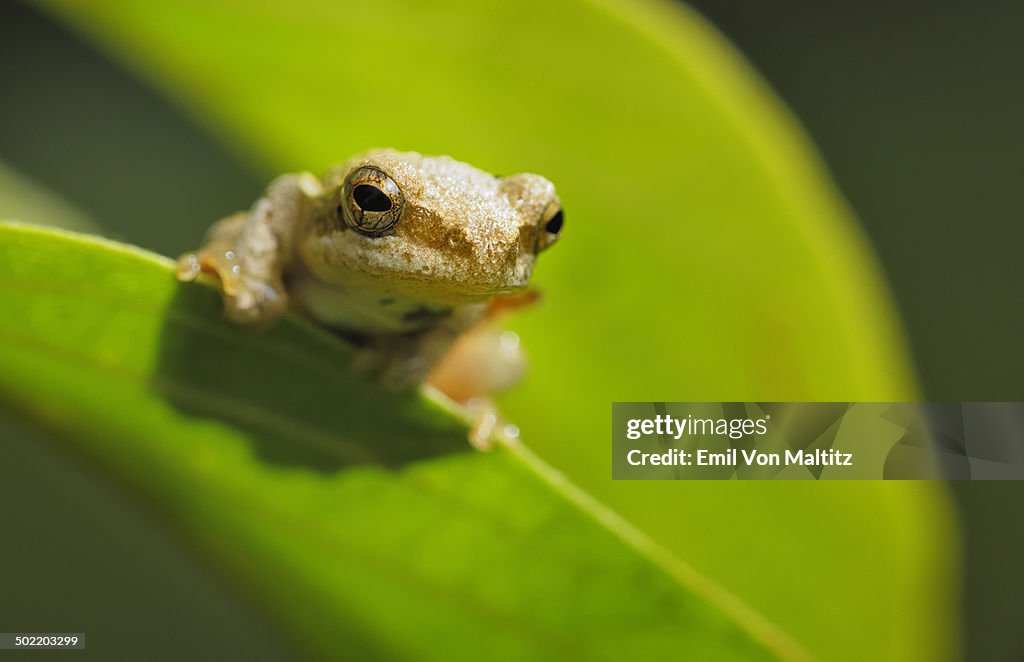 Close up of the reed frog perched on a leaf.