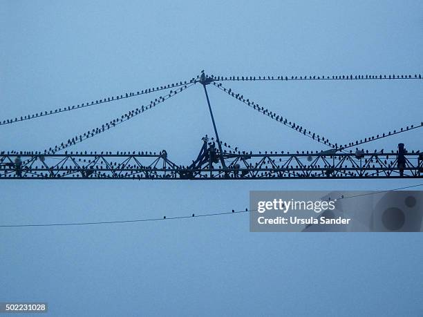 flock of starlings (sturnus vulgaris) resting on city crane - starling stock-fotos und bilder