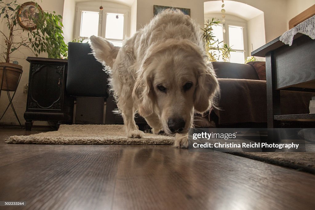 Golden Retriever Living Room