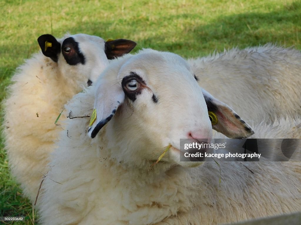 Blue-eyed sheep