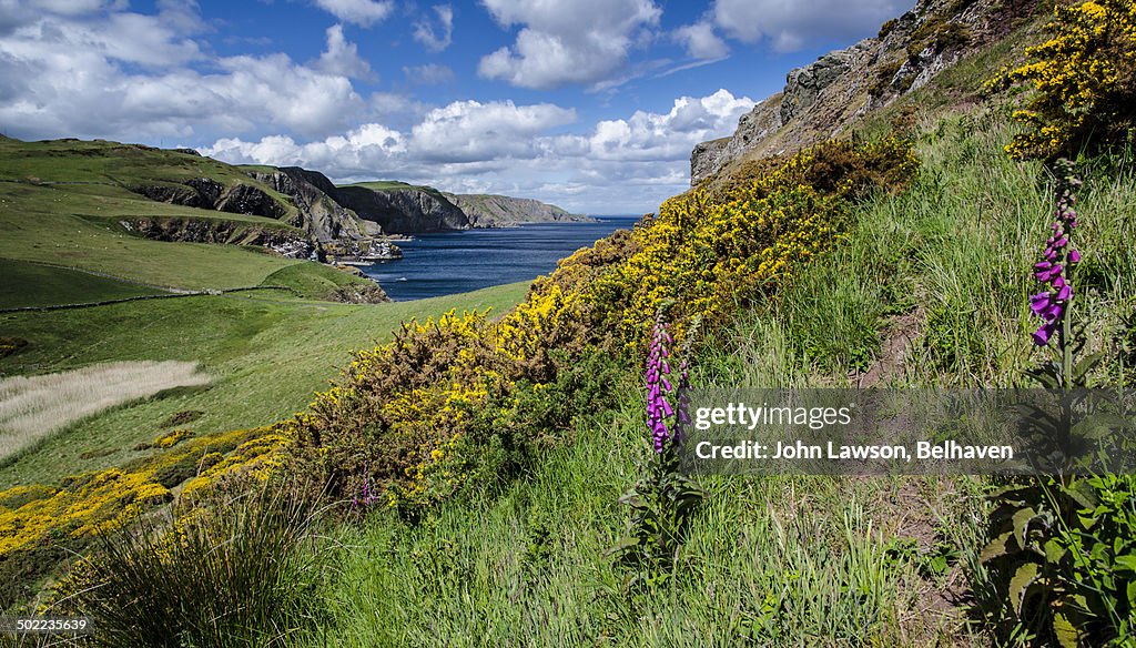 A hillside covered in yellow gorse bushes