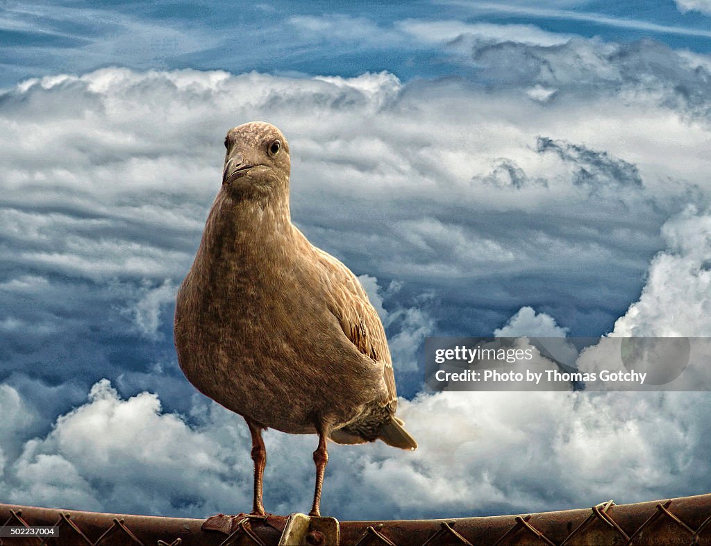 Seagull/Clouds composite, Seattle Washington Waterfront