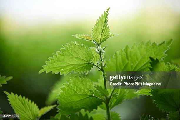Nettle leaves in a woodland in Dorset, taken on May 19, 2015.