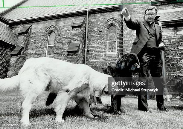 Guarding the flock: Perro; a golden retriever; and Newfie; a Newfoundland; patrol the grounds of St. Michael's Cathedral on Church St. With Rev. John...