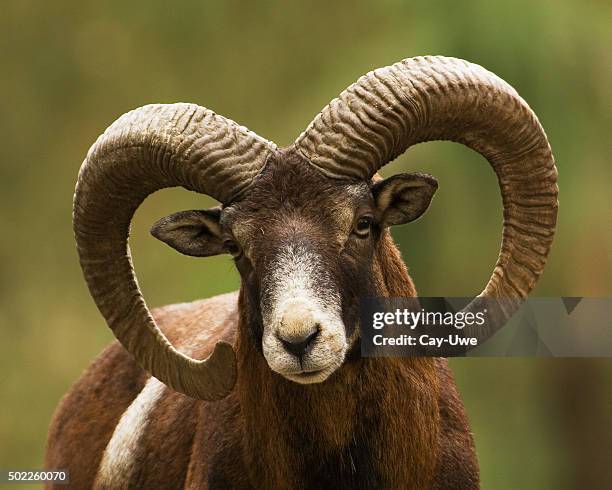 mouflon ram close up - ram animal 個照片及圖片檔