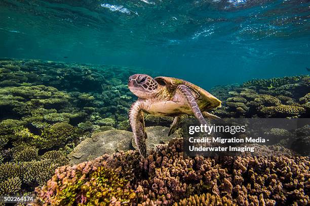 turtle time - ningaloo reef stock pictures, royalty-free photos & images