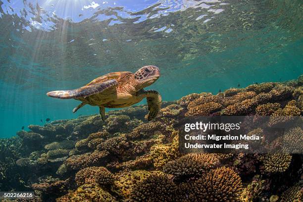 nice reef turtle - coral bay australie occidentale photos et images de collection