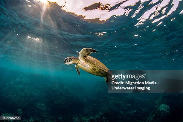 sunray turtle - threatened species stockfoto's en -beelden