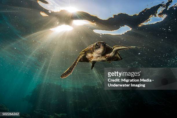 swim away turtle - threatened species stockfoto's en -beelden