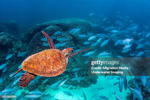 turtle cut out - ningaloo reef stock pictures, royalty-free photos & images