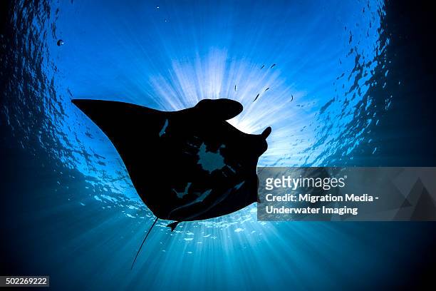 sun shioluette - manta ray stock pictures, royalty-free photos & images