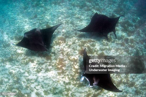 manta madness - coral bay western australia stock pictures, royalty-free photos & images
