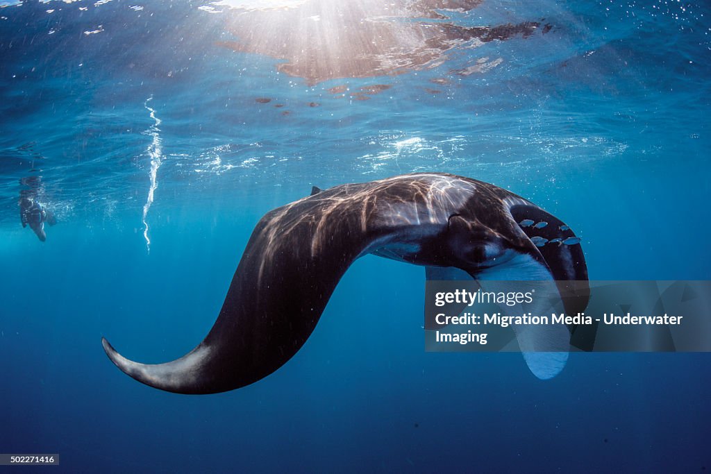 Oceanic manta