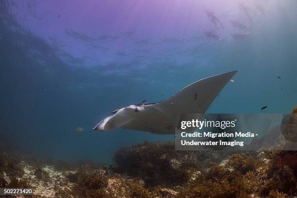 outer reef snorkel manta 3 - coral bay western australia stock pictures, royalty-free photos & images