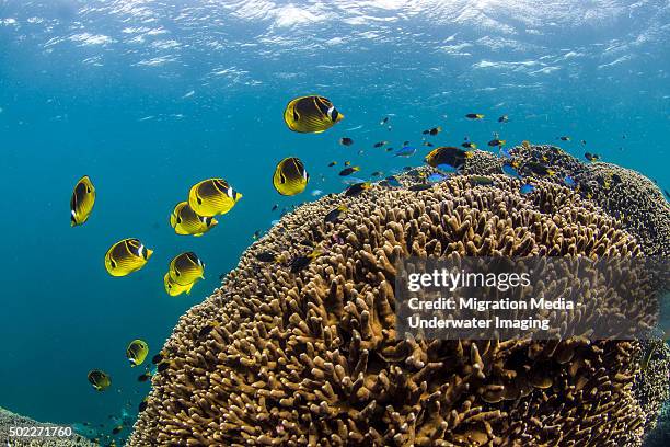 butterfly's on a bommie - ningaloo reef stock pictures, royalty-free photos & images