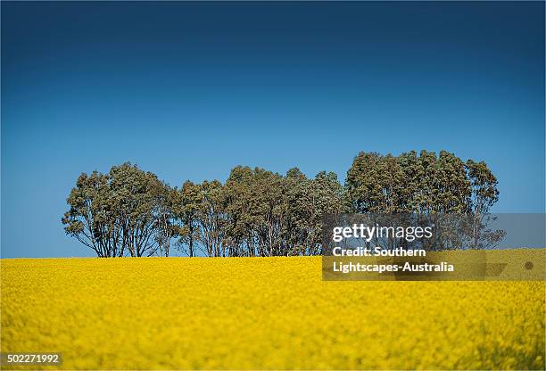 canola fields ready for harvest, clare valley, south australia. - clare valley south australia stock pictures, royalty-free photos & images