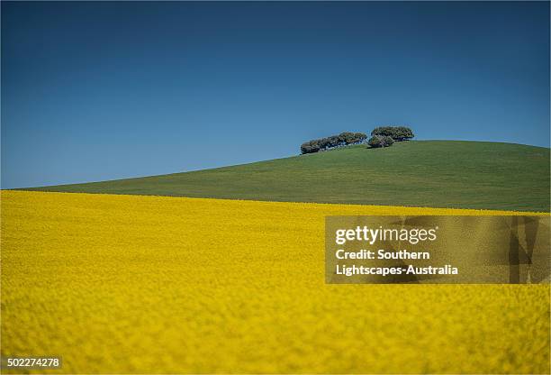 canola fields ready for harvest, clare valley, south australia. - clare valley south australia stock pictures, royalty-free photos & images