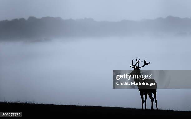 stag night - deer antler silhouette stock pictures, royalty-free photos & images