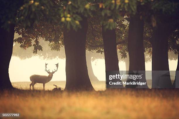 lone buck - woodland creatures stock pictures, royalty-free photos & images