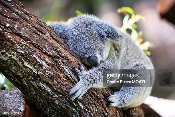 koala - kuranda stock pictures, royalty-free photos & images