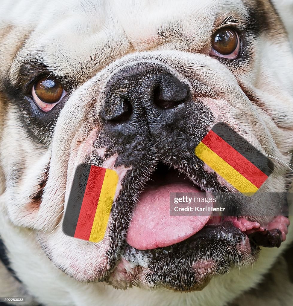 Pet Predictions: World Cup Matches