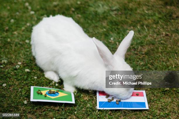 Dutch Rabbit Sport Dutch Rabbit Photos and Premium High Res Pictures - Getty Images