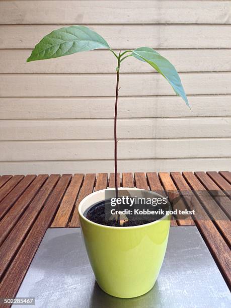 Avocado seedling on outdoors table on patio.